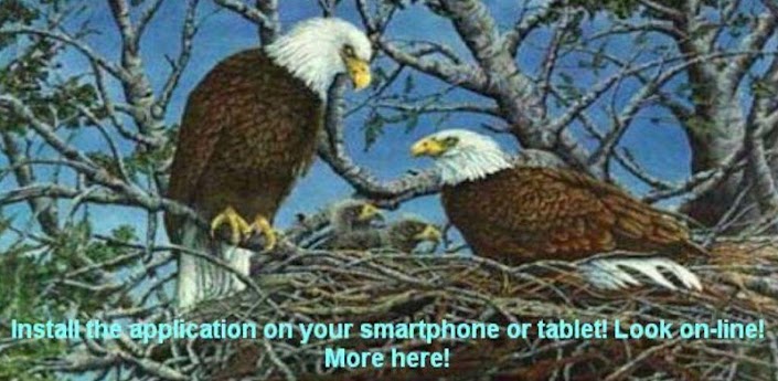 The Eagle Nest Cam operated by the non-profit American Eagle Foundation