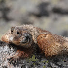 Yellow-bellied Marmot