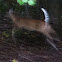 White-tailed deer (Virginia Deer)