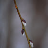 Goat Willow (Male Catkin)