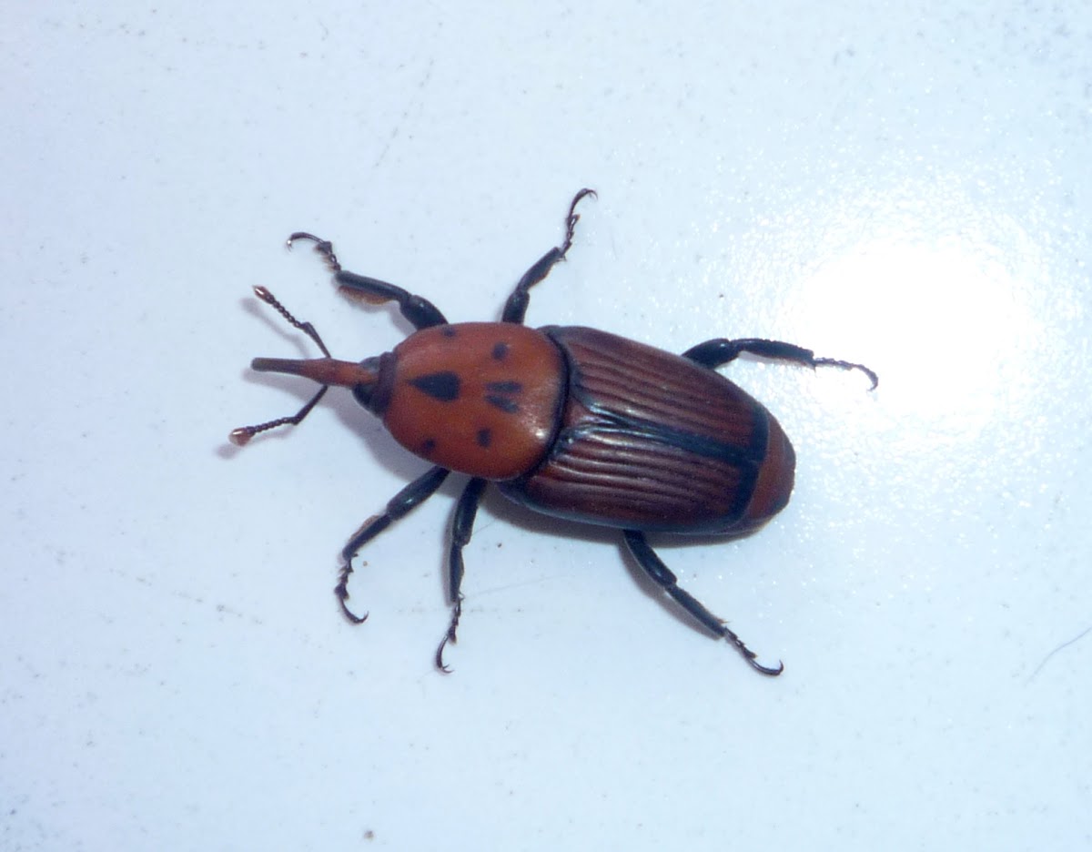 Picudo rojo de las palmeras. Macho adulto. Red palm weevil