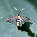 Eupatorium Borer Moth