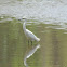 Egret