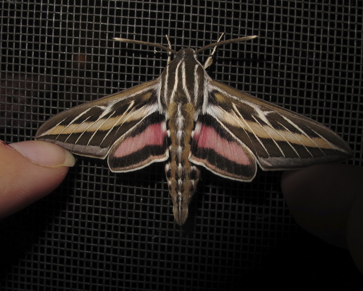 White-lined Sphinx (male)