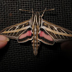 White-lined Sphinx (male)