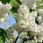 White Lilac