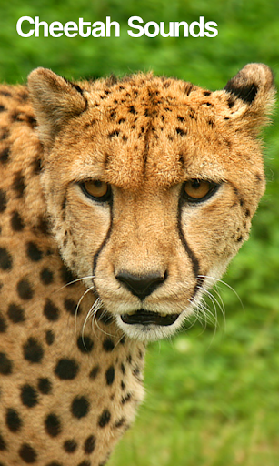 Cheetah Sounds