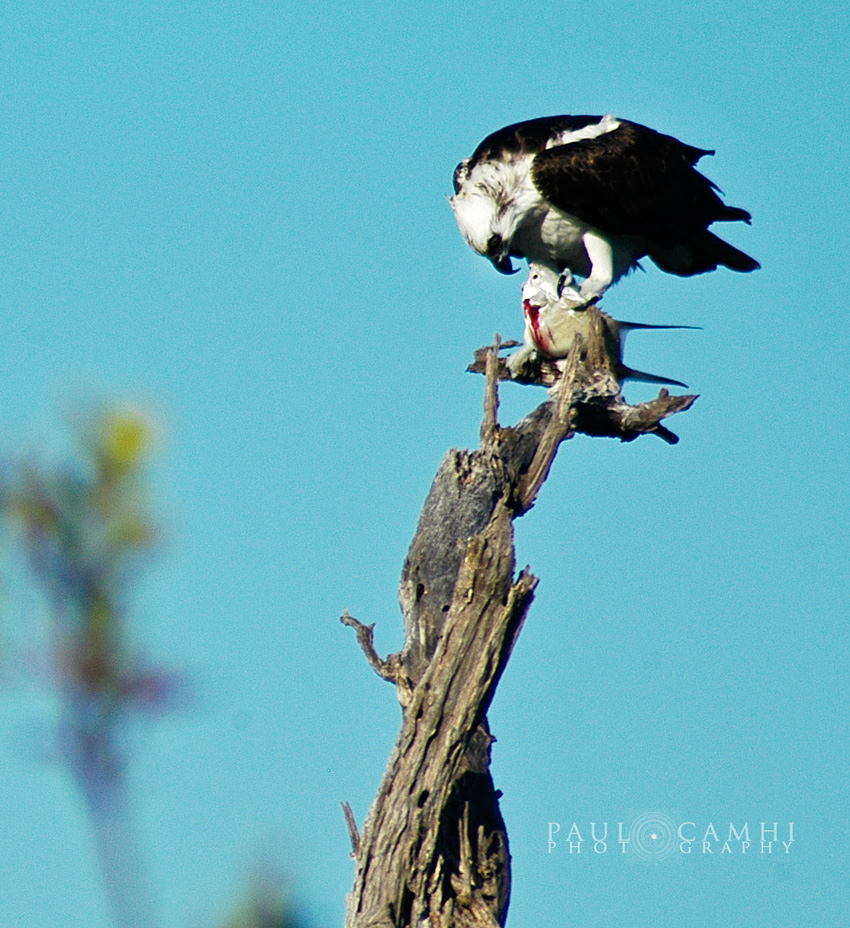 Osprey