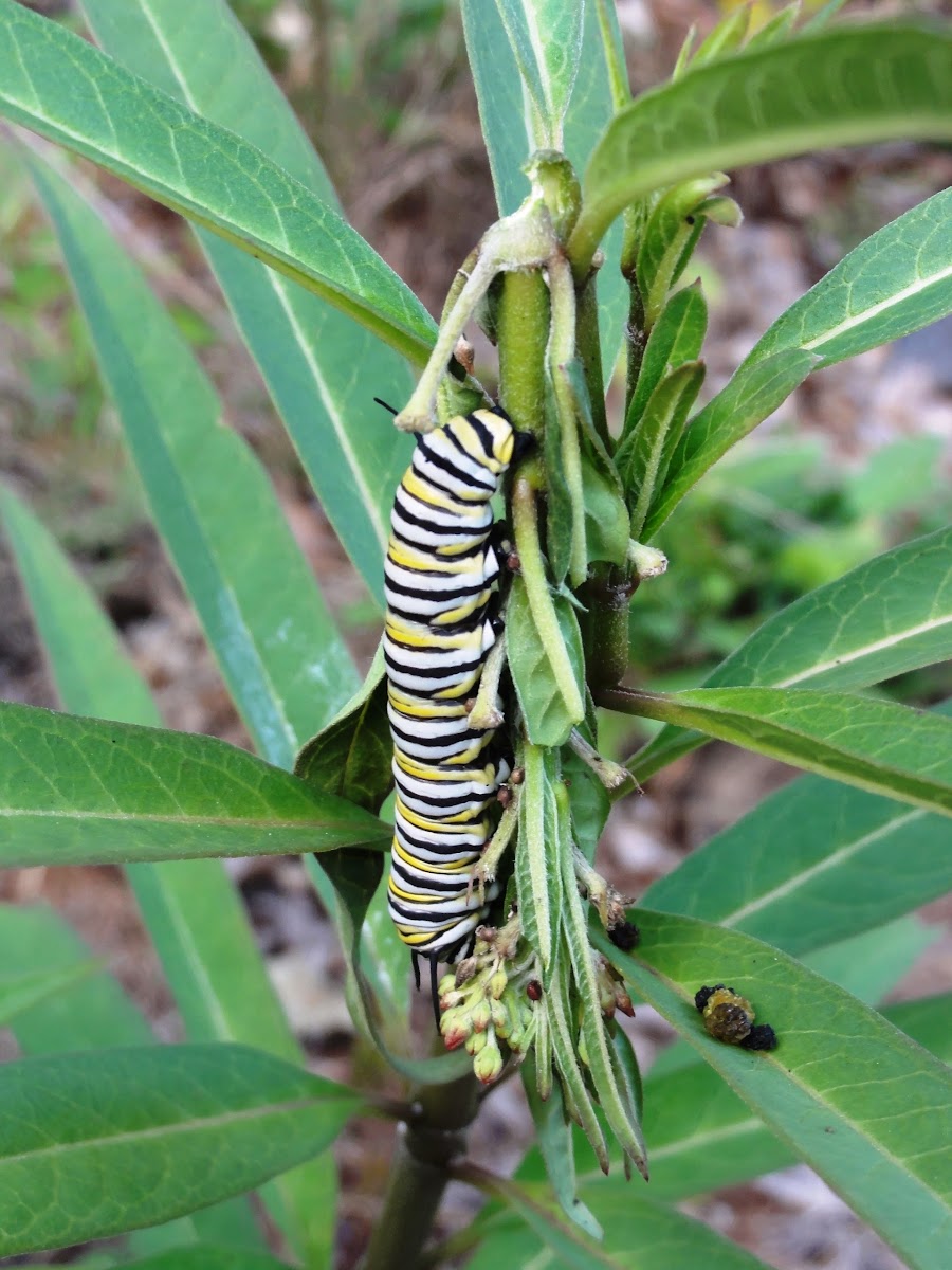 American Monarch Caterpillar