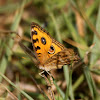 Peacock Pansy - Butterfly