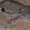 Crocodile Gecko, Moorish Gecko
