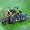 Phiale jumping spider vs. fly