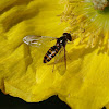 Marmalade Hoverfly