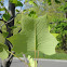 Yellow Poplar / Tuliptree