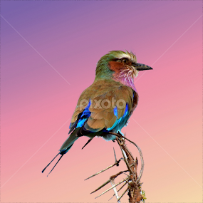 Sunset Roller by Mauritz Janeke - Animals Birds