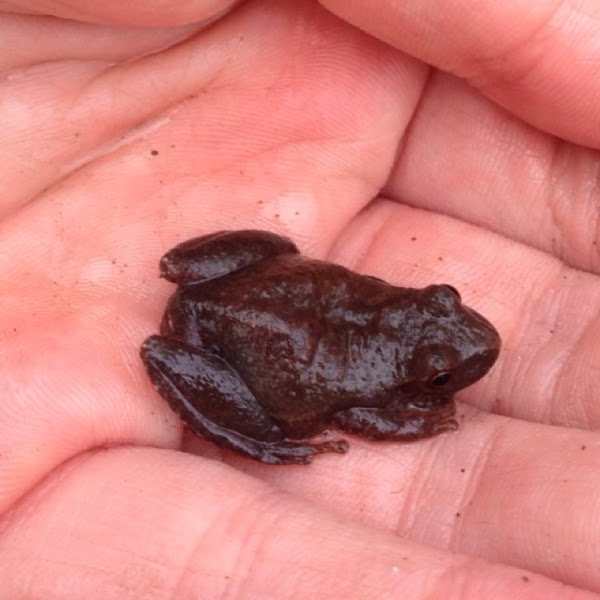 Spring Peeper Project Noah