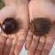 Horseshoe Chestnut
