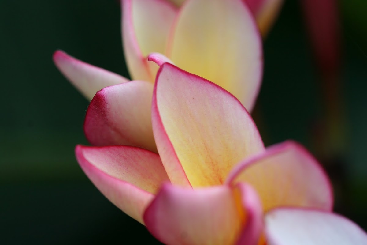 Plumeria