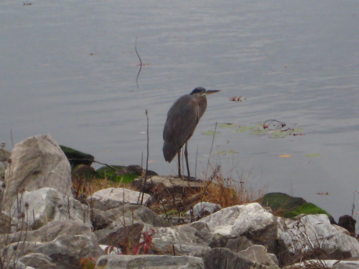 The Great blue Heron