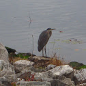 The Great blue Heron