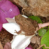 Günther's Toad