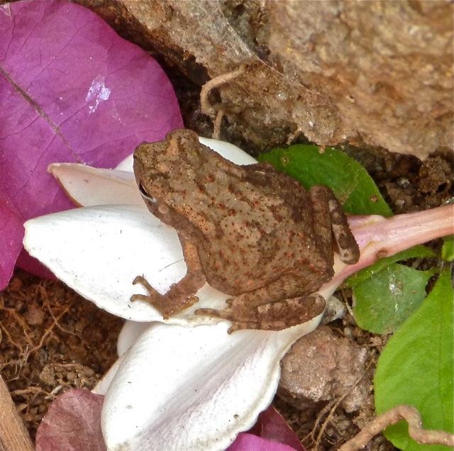 Günther's Toad