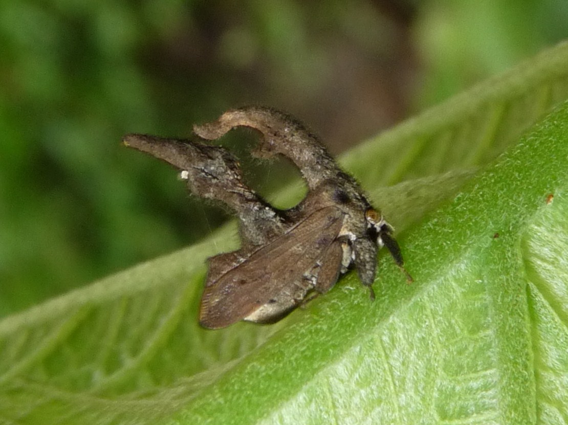 Membracid Treehopper