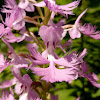 Greater Purple Fringed Orchid