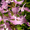 Greater Purple Fringed Orchid