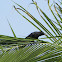 large-billed crow