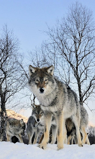 How to download Wolves Live Wallpaper pt 1.0 apk for bluestacks