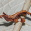 Dead leaf mantis