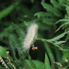 Yellow Bear Caterpillar