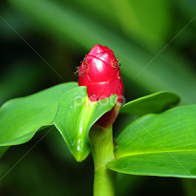Stand By Me by Ellmok Mokh - Flowers Single Flower