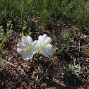 Tufted Evening Primrose