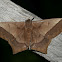 Arsenura Moth