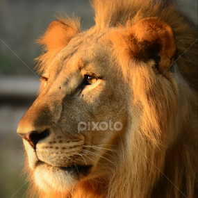PORTRAIT OF A LION by Ravi Kashyap - Animals Lions, Tigers & Big Cats