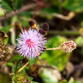 Bunga Semalu (Mimosa pudica) by Wan Azizi WS - Flowers Flowers in the Wild