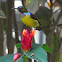 Brown-throated Sunbird