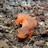Eastern (Red-Spotted) Newt