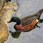 Chestnut Teal (male)