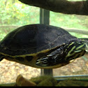 Red-bellied turtle