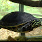 Red-bellied turtle