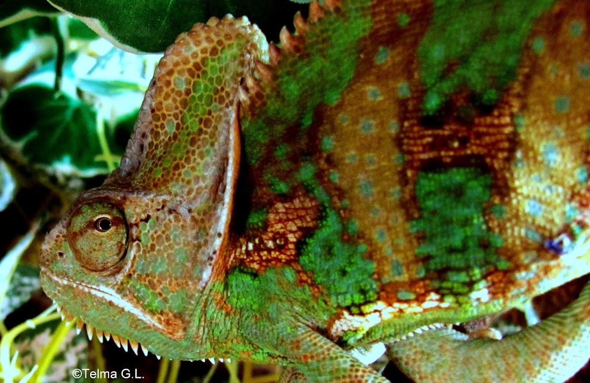 Veiled chameleon