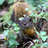 Ardilla de Cola Roja / Red-tailed Squirrel