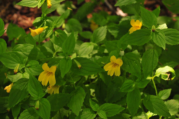 Monkey flower | Project Noah