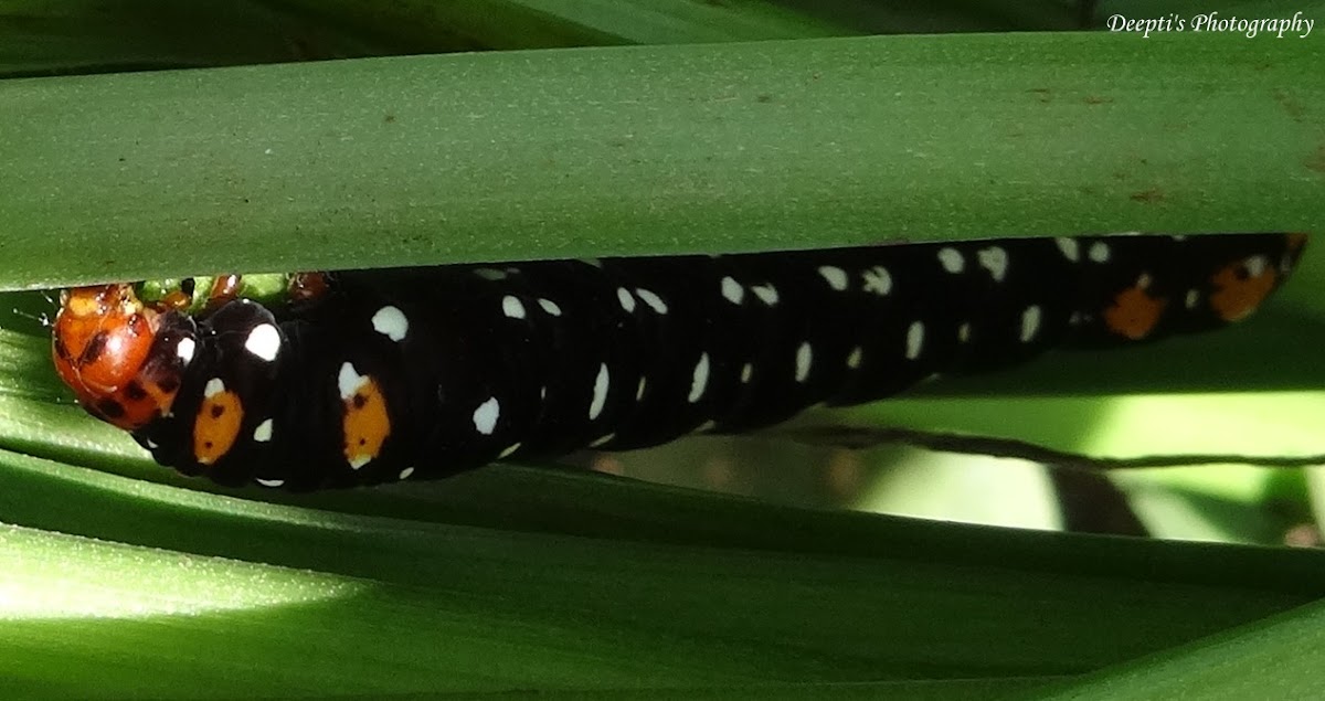 Indian Lily moth caterpillar