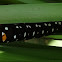 Indian Lily moth caterpillar