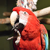 Red-and-green Macaw