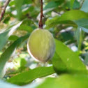 Peach Tree (with fruit)